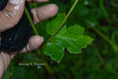 Pimpinella wallichiana